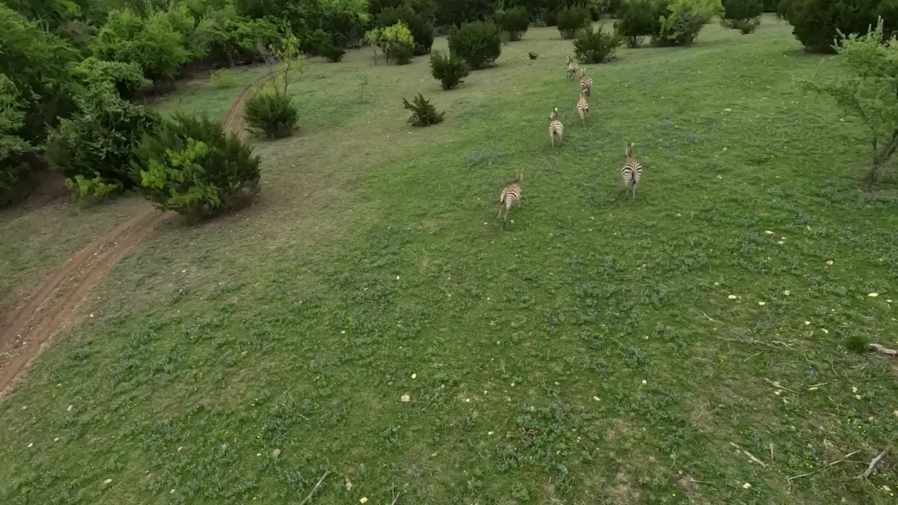 Aerial view of zebras crossing a grassy field among scattered trees.